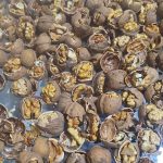 گردو لشگری404