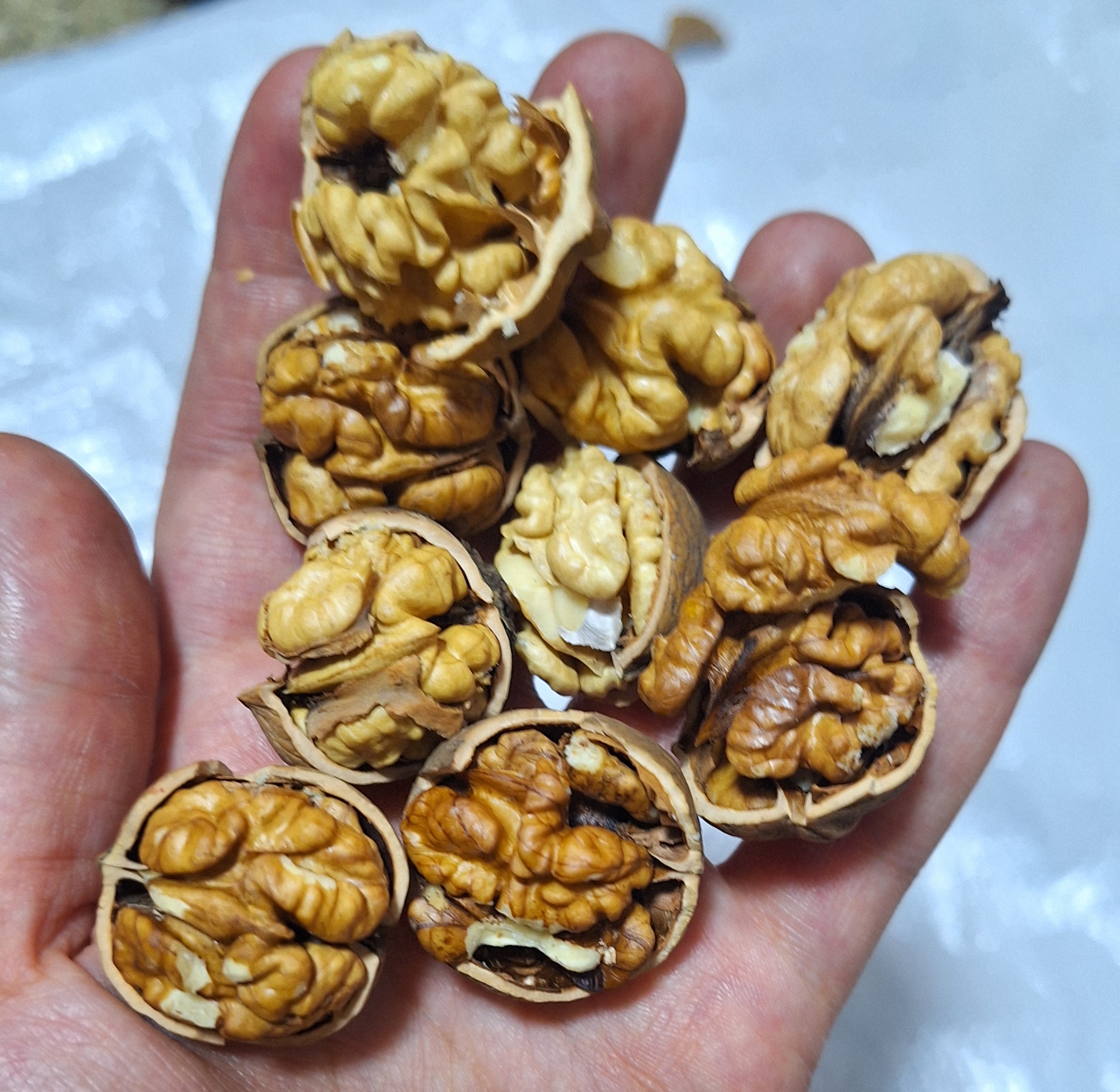 ۲۰۲۵۱۲۱۶_۱۲۳۰۵۷ گردو فندقی - تصویر 1